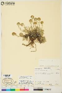 Image of Artemisia glomerata