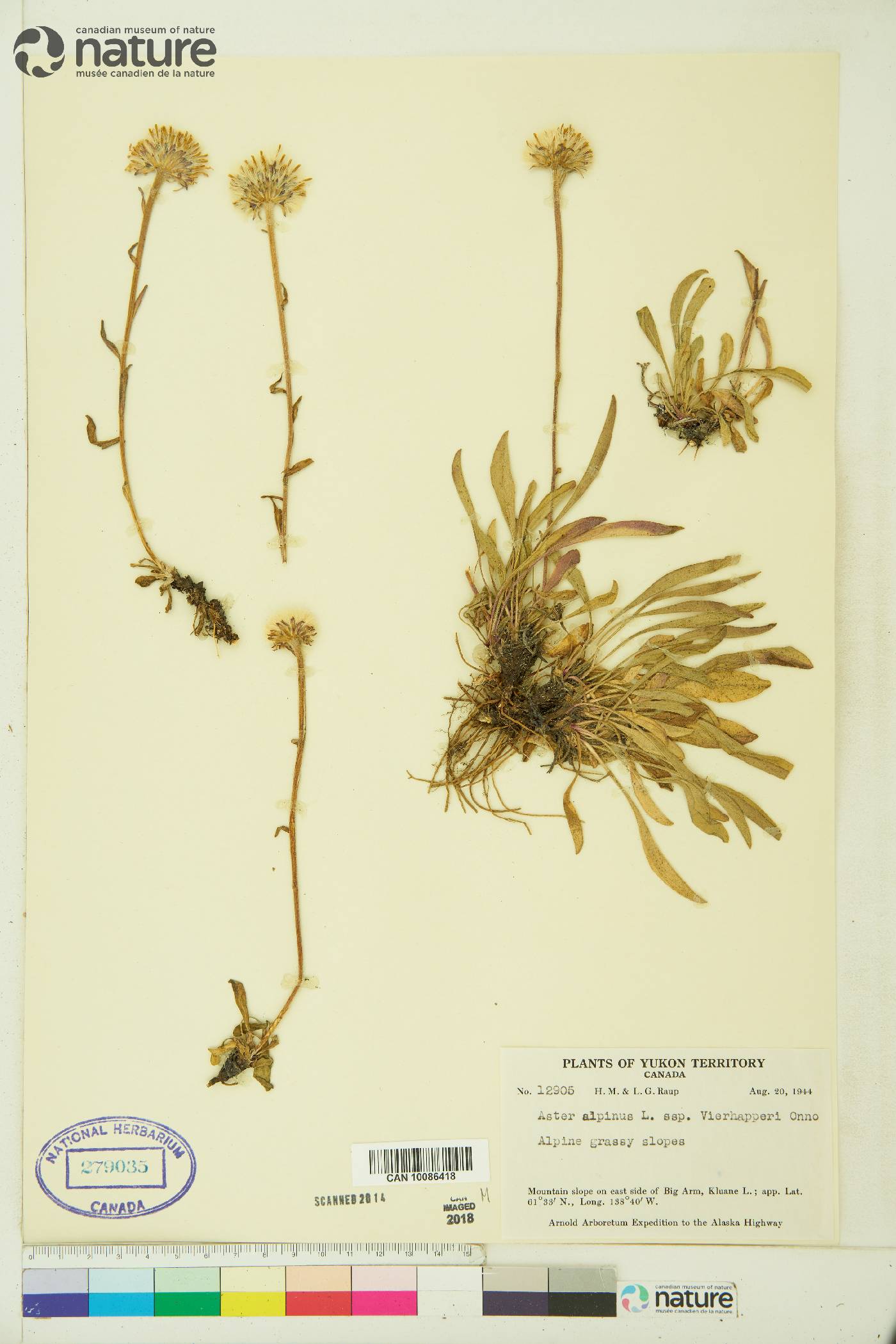 Aster alpinus subsp. vierhapperi image