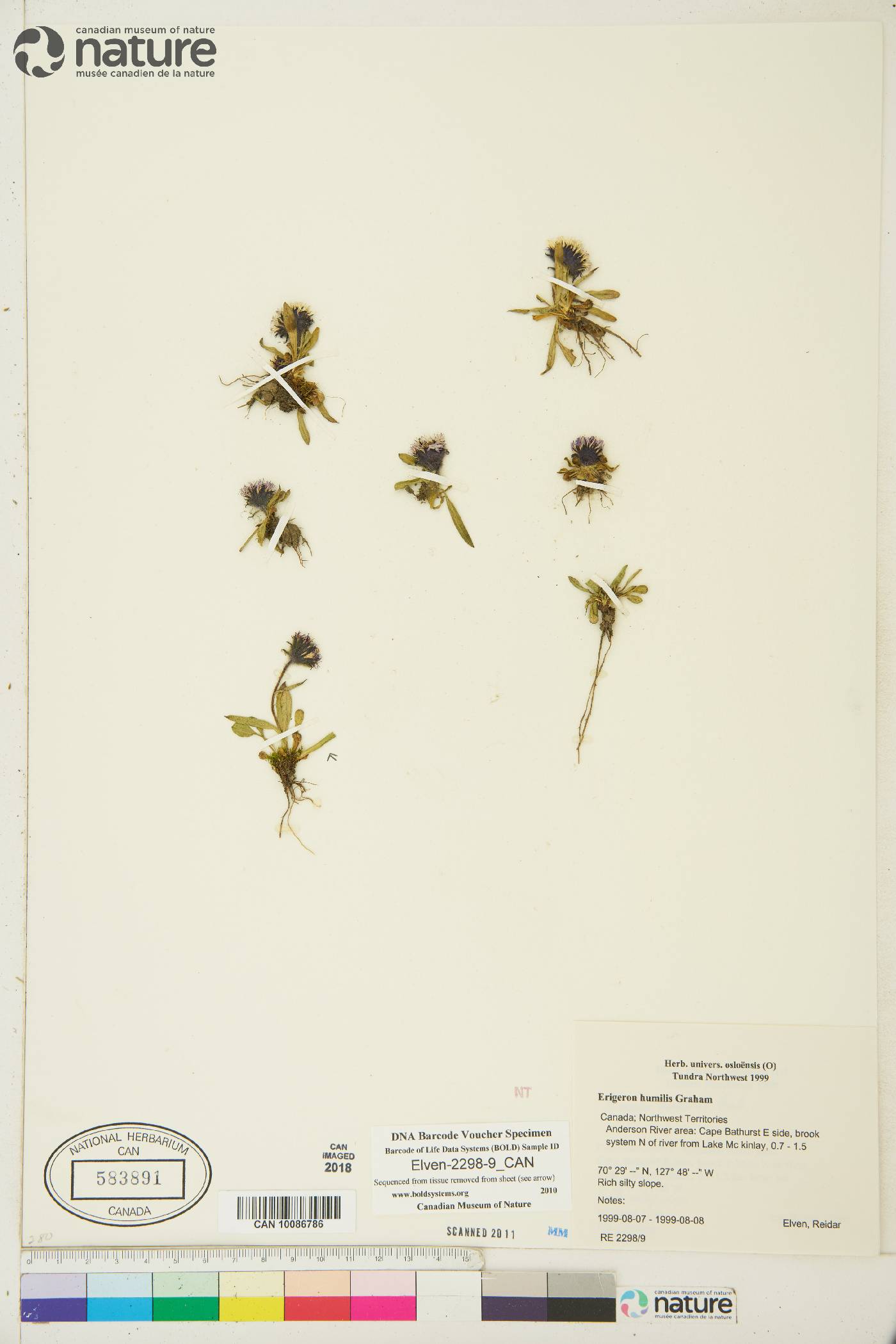 Erigeron humilis image