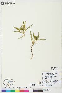 Saussurea angustifolia var. yukonensis image