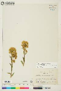 Solidago multiradiata image