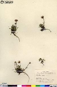 Erigeron purpuratus image