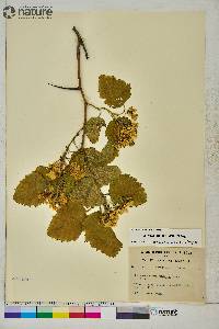 Crataegus submollis image