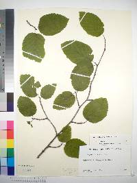 Alnus viridis subsp. crispa image