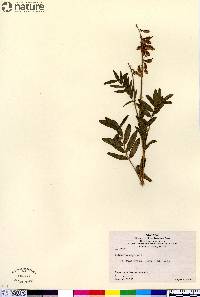 Hedysarum alpinum image