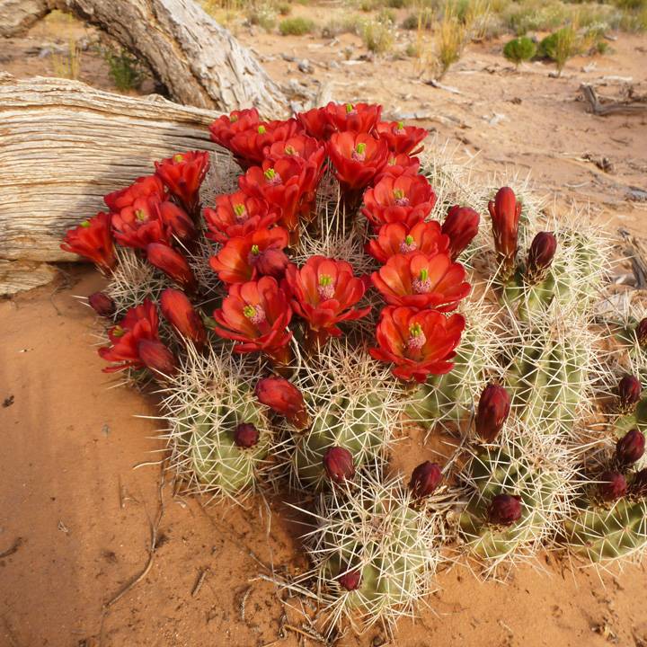 Echinocereus mojavensis image