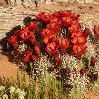 Echinocereus mojavensis image