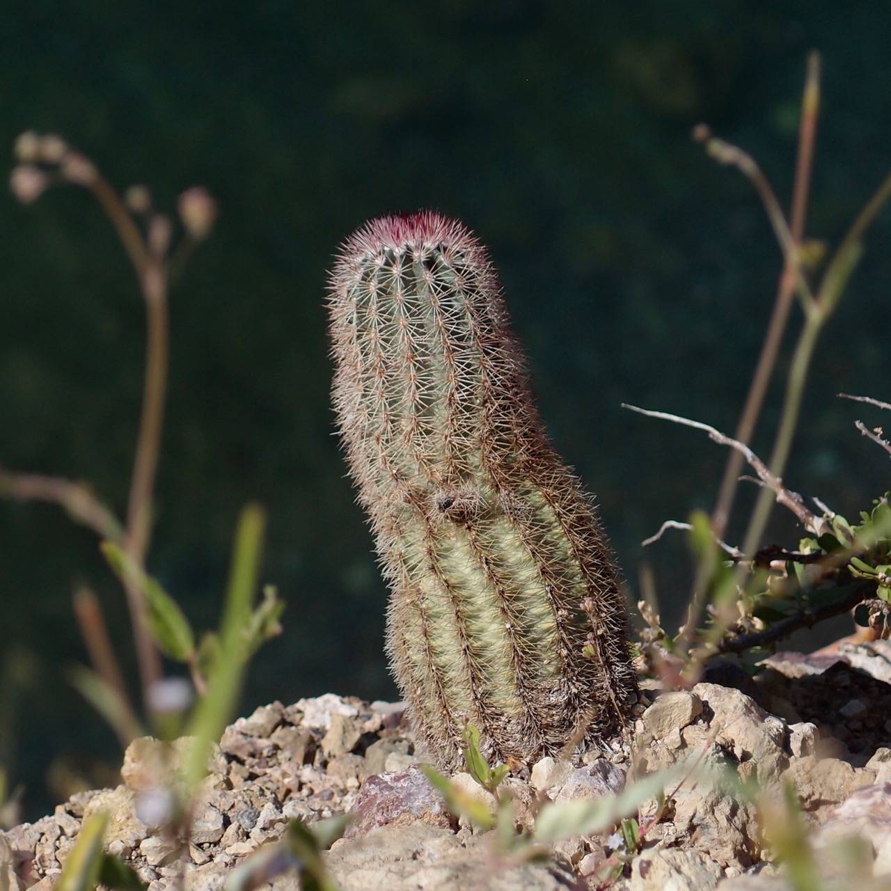 Echinocereus scopulorum image