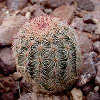 Echinocereus scopulorum image