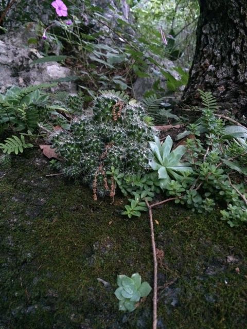 Mammillaria erythrosperma image