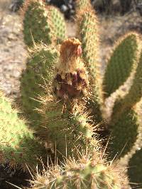 Opuntia diploursina image