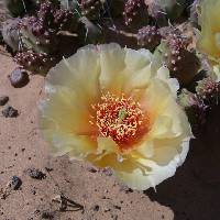 Opuntia fragilis image