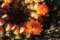 Ferocactus wislizeni image