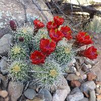 Echinocereus coccineus image