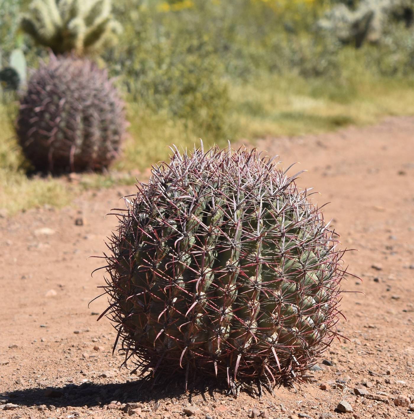 Ferocactus cylindraceus subsp. cylindraceus image