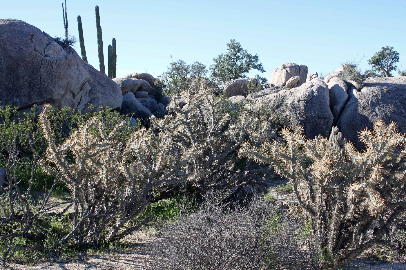 Cylindropuntia molesta image