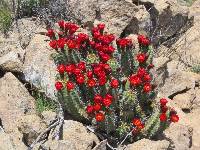 Echinocereus arizonicus image