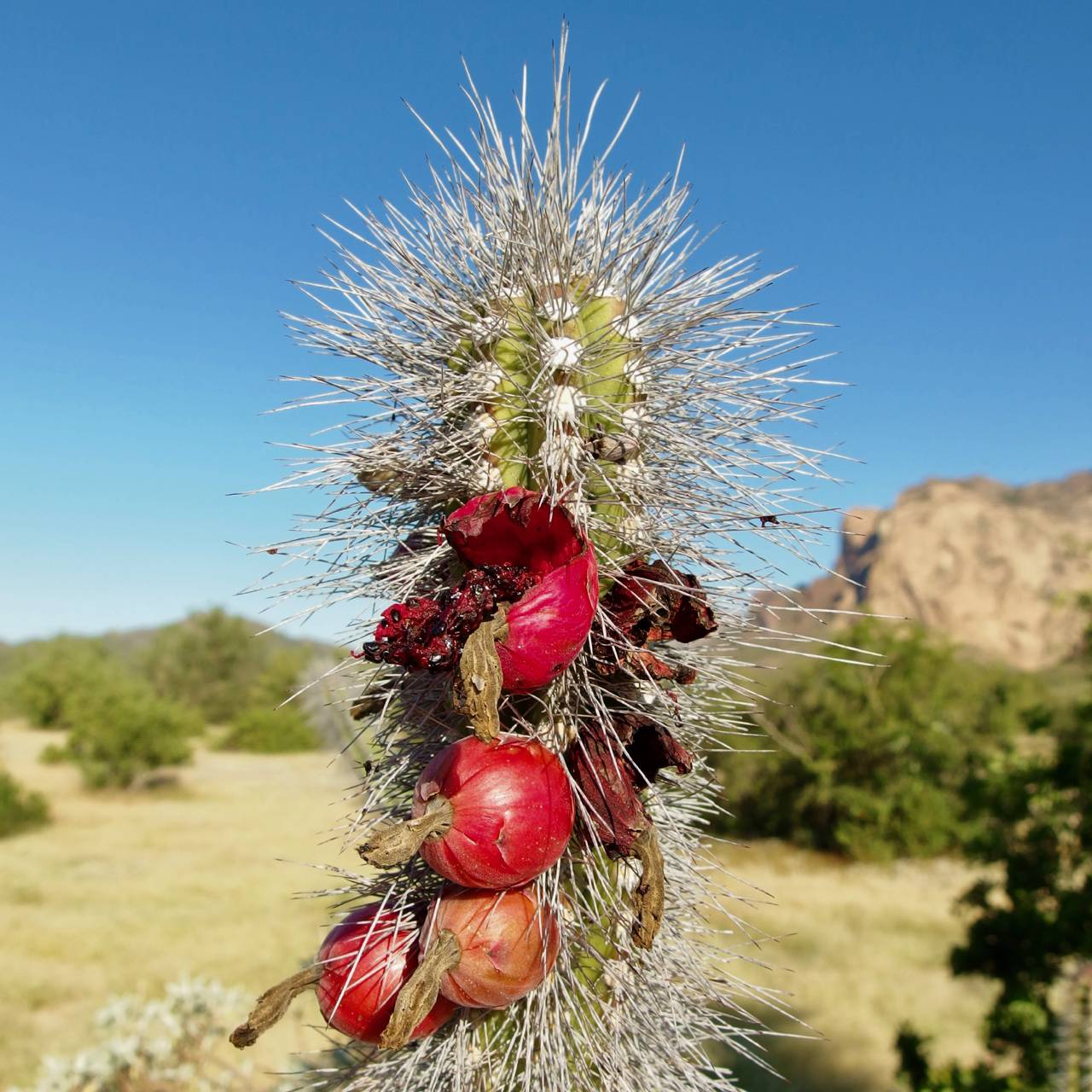 Pachycereus schottii var. schottii image