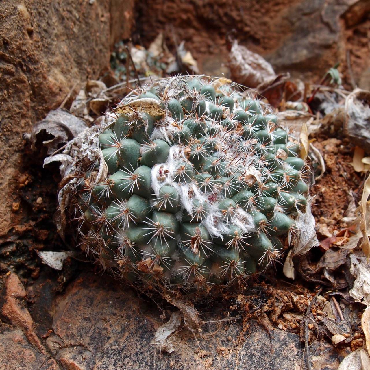 Mammillaria standleyi image