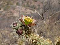 Cylindropuntia alcahes image
