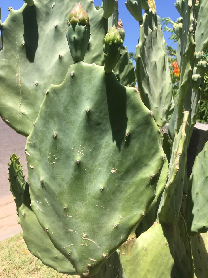 Opuntia undulata image