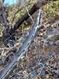 Peniocereus johnstonii image