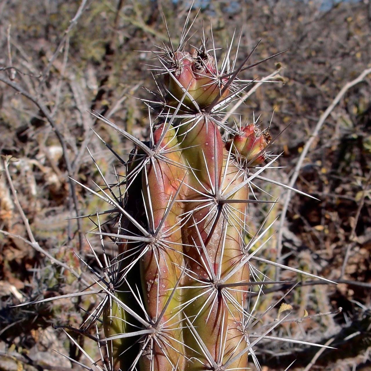 Stenocereus alamosensis image