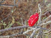 Peniocereus striatus image