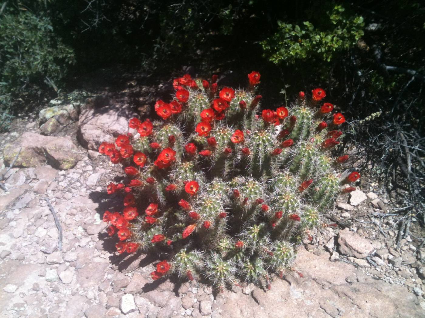 Echinocereus arizonicus subsp. arizonicus image