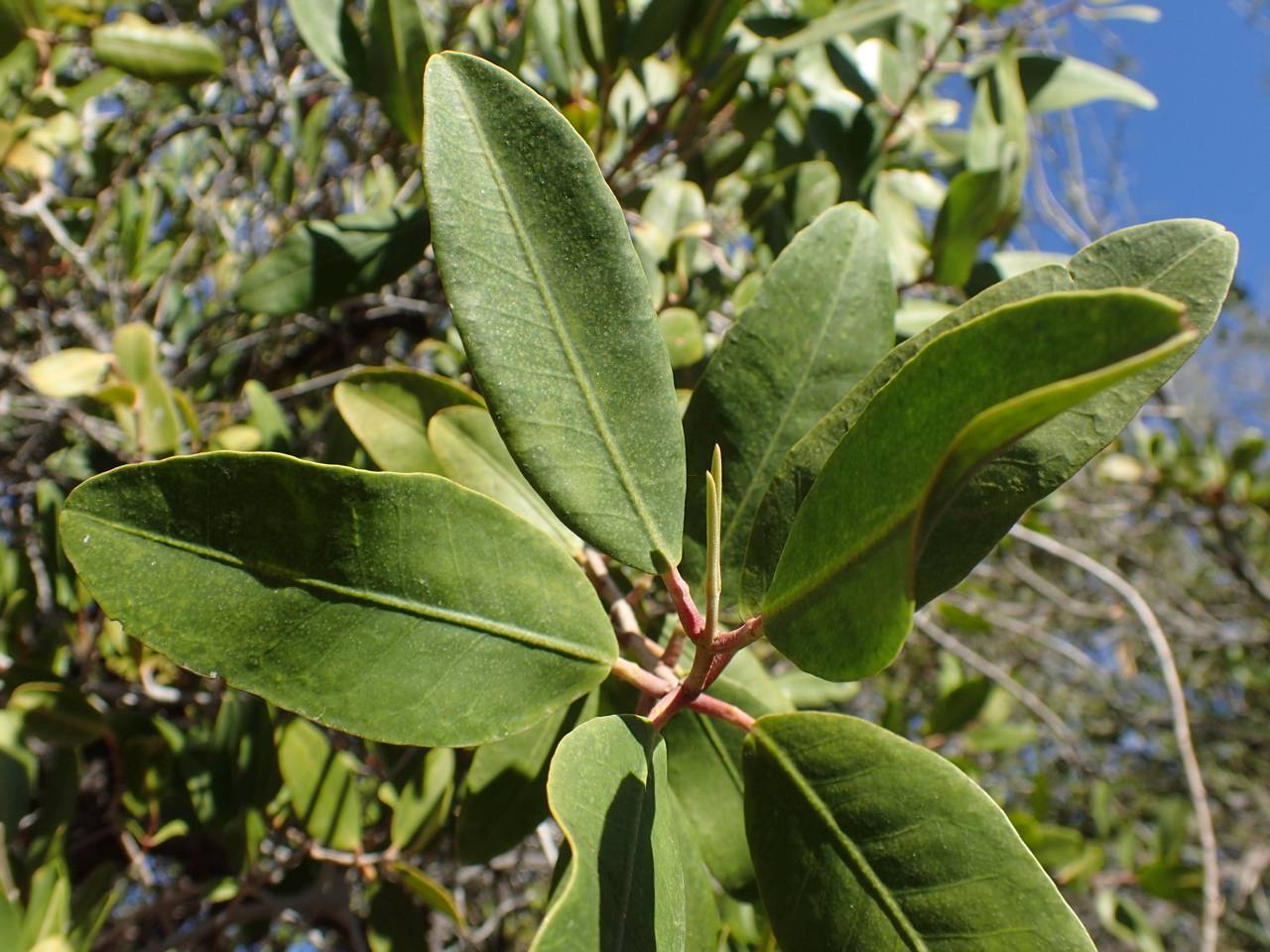 Laguncularia racemosa image