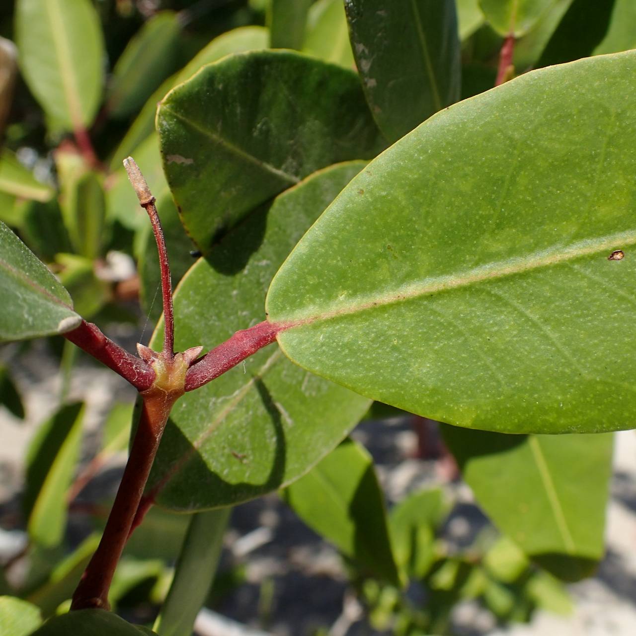 Laguncularia racemosa image