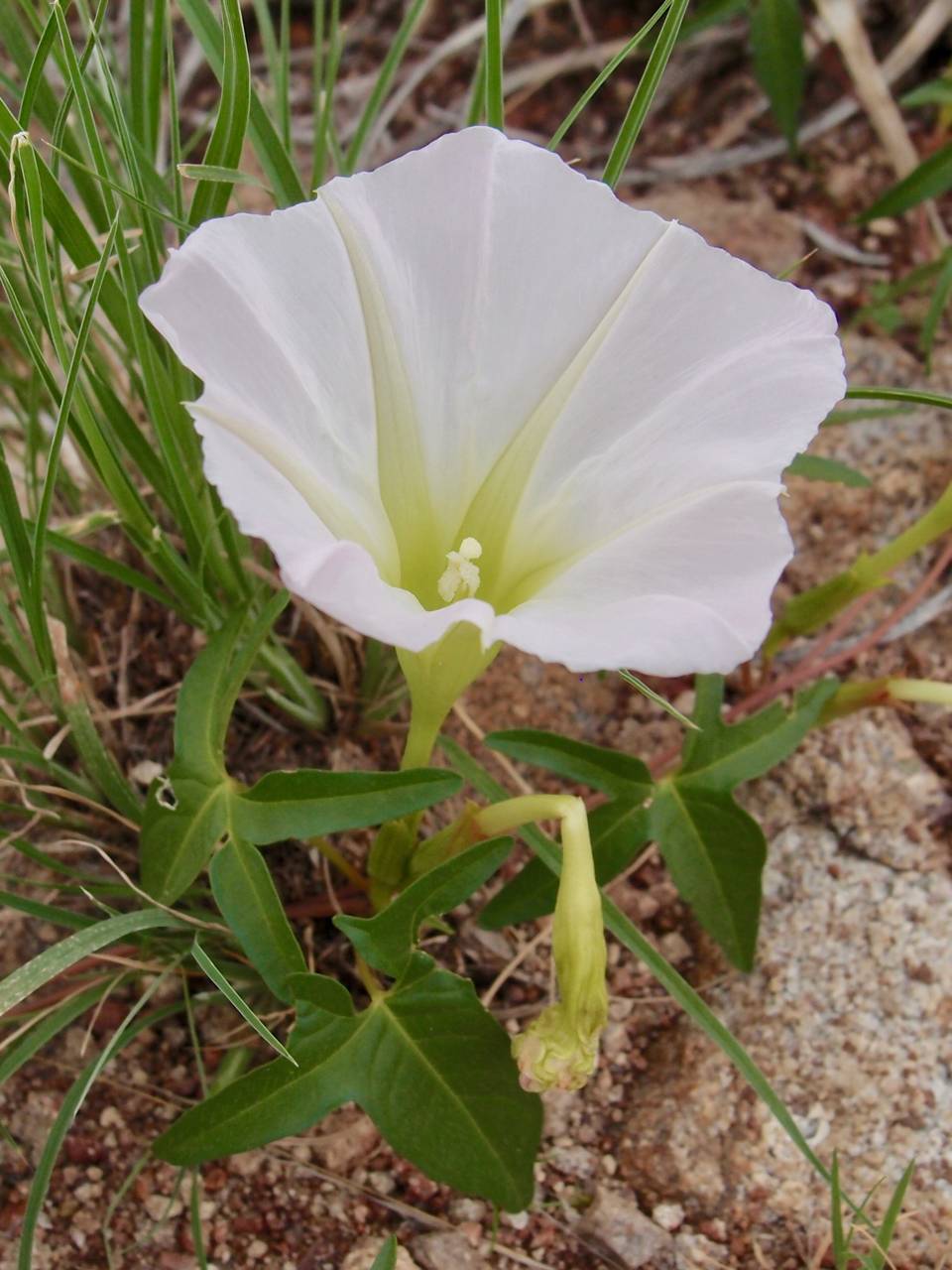 Ipomoea thurberi image