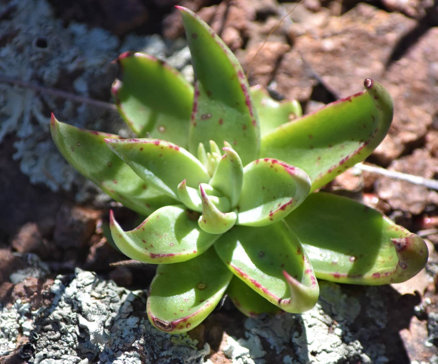 Dudleya saxosa image