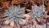 Graptopetalum bartramii image