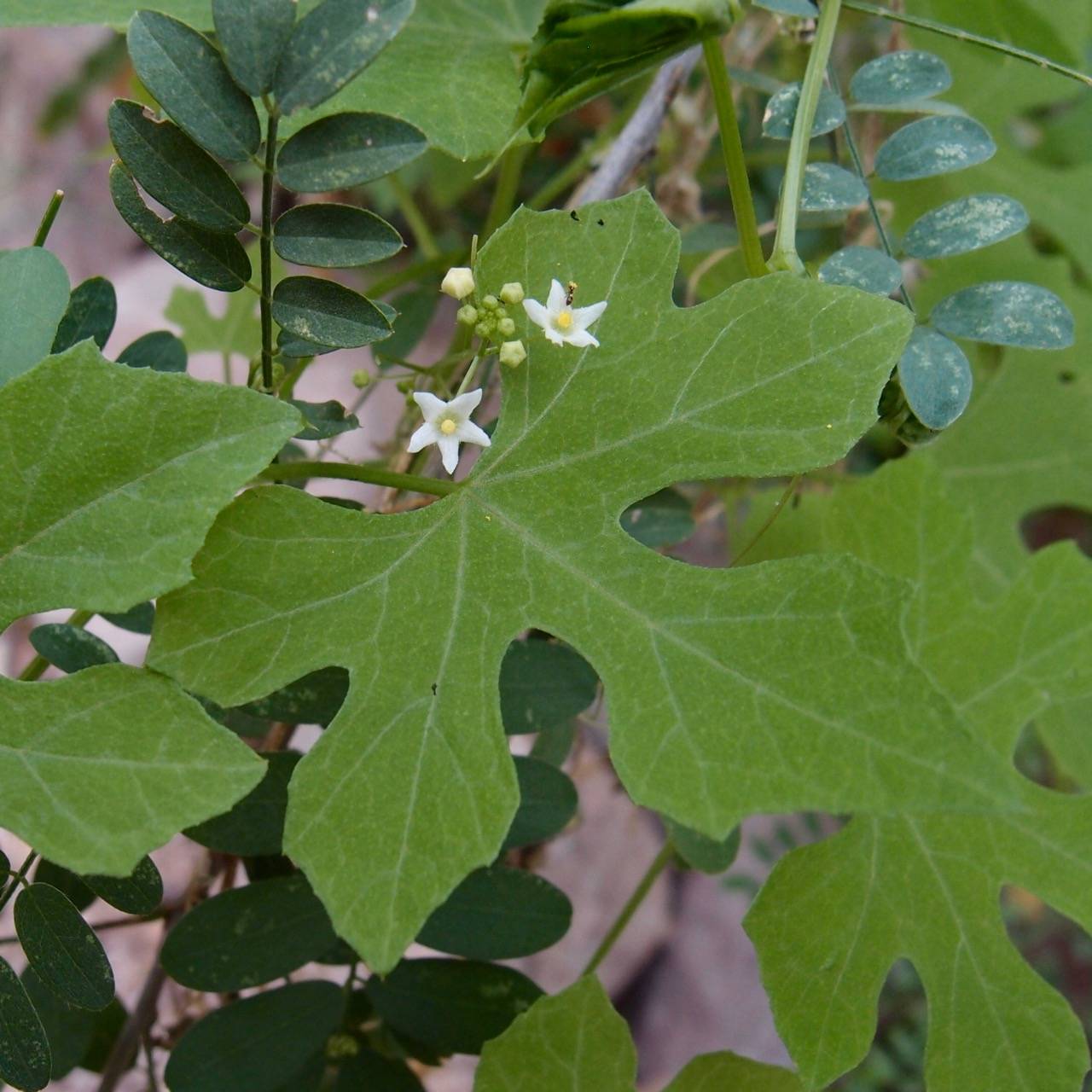 Vaseyanthus image