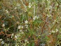 Vaseyanthus insularis image