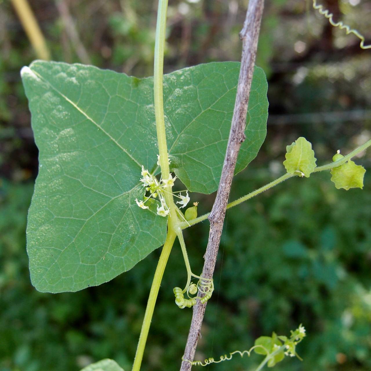 Sicyosperma gracile image