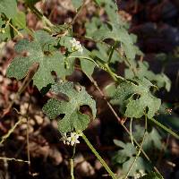 Vaseyanthus insularis image