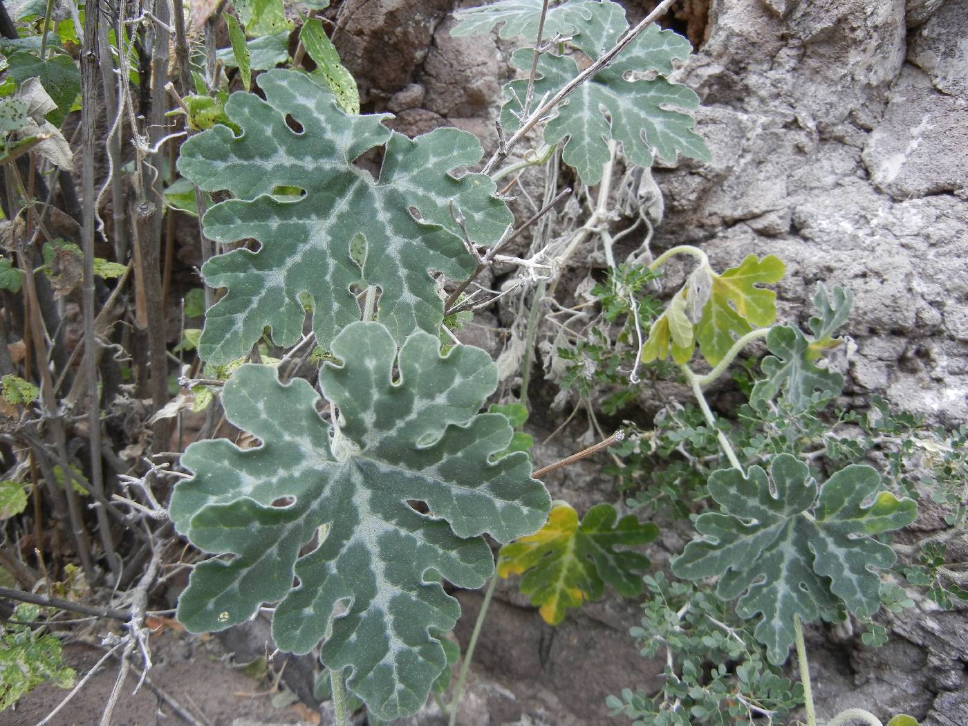 Cucurbita cordata image