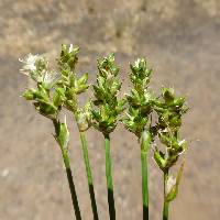 Image of Carex vallicola