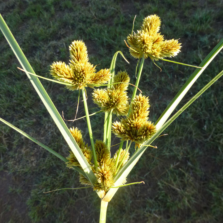 Cyperus glomeratus image