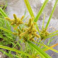 Cyperus glomeratus image