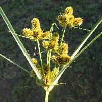 Cyperus glomeratus image