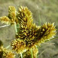 Cyperus glomeratus image