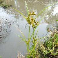 Cyperus glomeratus image