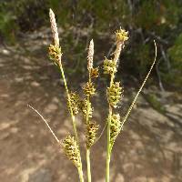 Carex holmgreniorum image