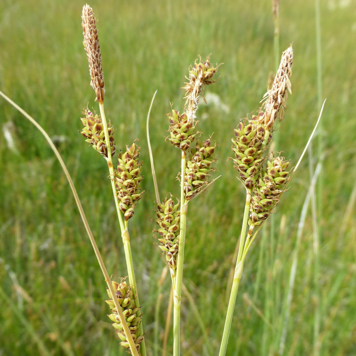 Carex holmgreniorum image