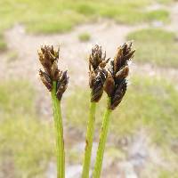 Image of Carex bipartita