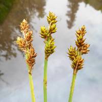 Image of Carex praeceptorum
