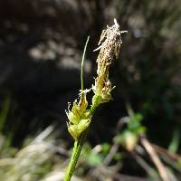 Image of Carex geophila